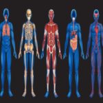 Scientific Facts About The Human Body
