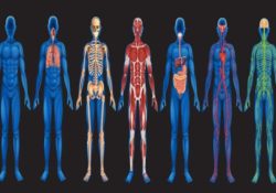 Scientific Facts About The Human Body