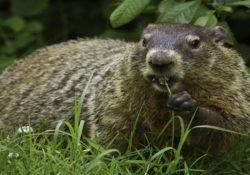Collection of 20+ Happy Groundhog Day Quotes and Sayings